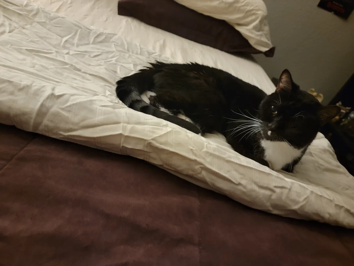 A black and white cat lies curled up on a rumpled white duvet atop a brown bedspread, looking directly at the camera with a…
