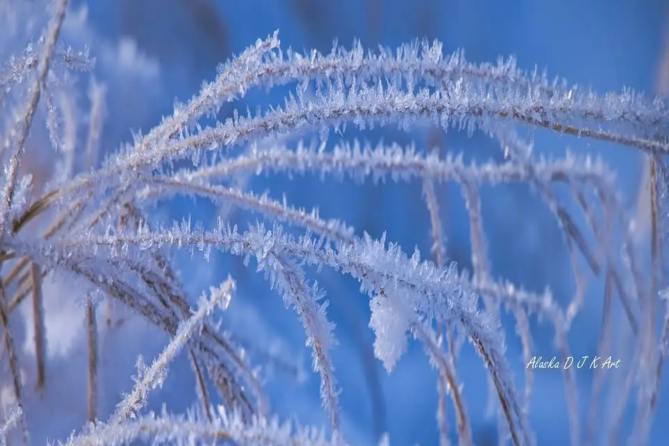 A close-up photograph of delicate, crystalline frost formations clinging to thin, curved plant stems against a vibrant blue…