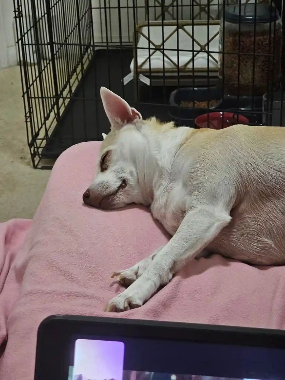 A small, light-colored dog with pointed ears is sleeping soundly on a pink blanket, its head resting peacefully. In the…