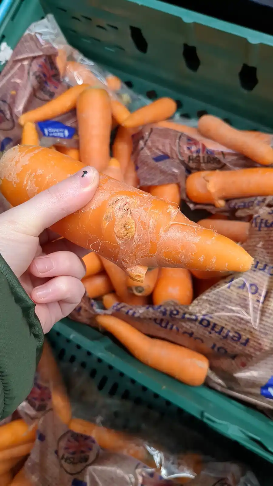 A hand holds a slightly misshapen orange carrot with a noticeable bump, set against a backdrop of other carrots in a green…