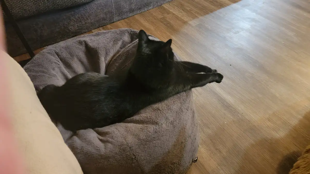 A black cat is lounging in a gray, plush pet bed on a wooden floor, stretching one front paw out. The cat is viewed from…