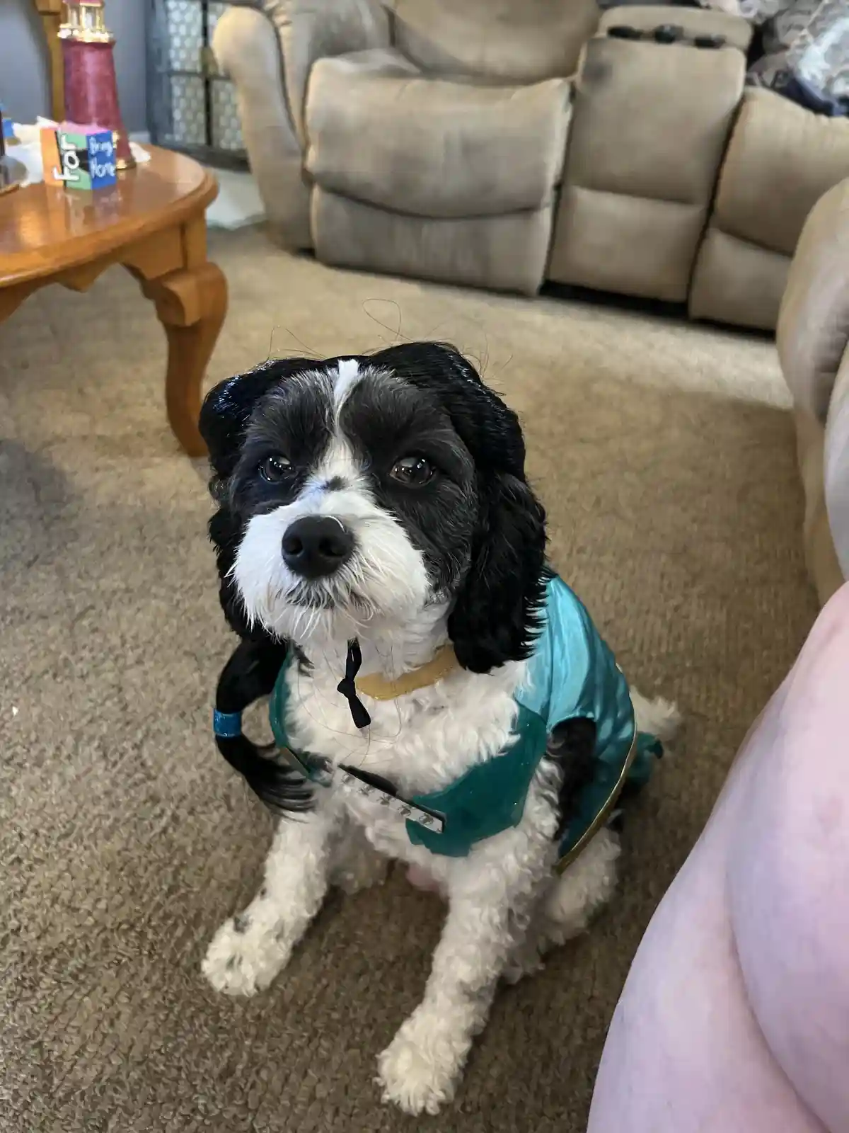 A small black and white dog sits on a carpeted floor in a living room, wearing a teal satin princess costume with gold trim…