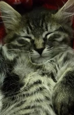 a close-up of a fluffy tabby cat sleeping peacefully with eyes closed, lying on its back with paws curled up, overlaid with…