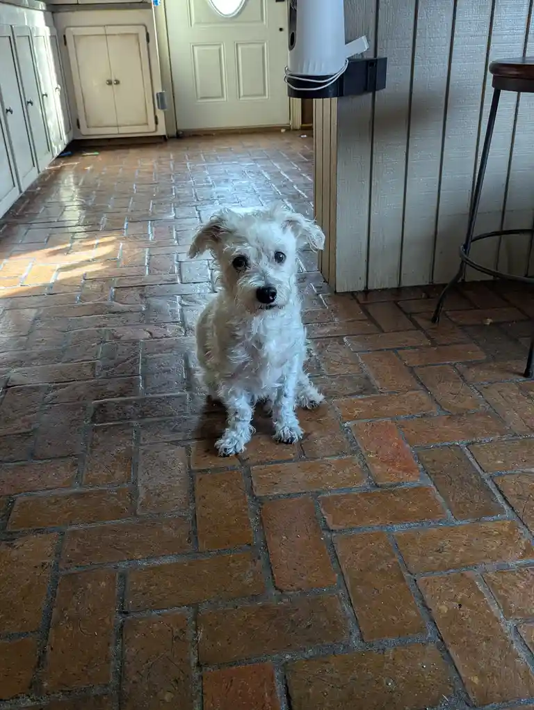 A small, fluffy white dog with dark eyes and a black nose sits attentively on a brown brick-patterned floor, looking…