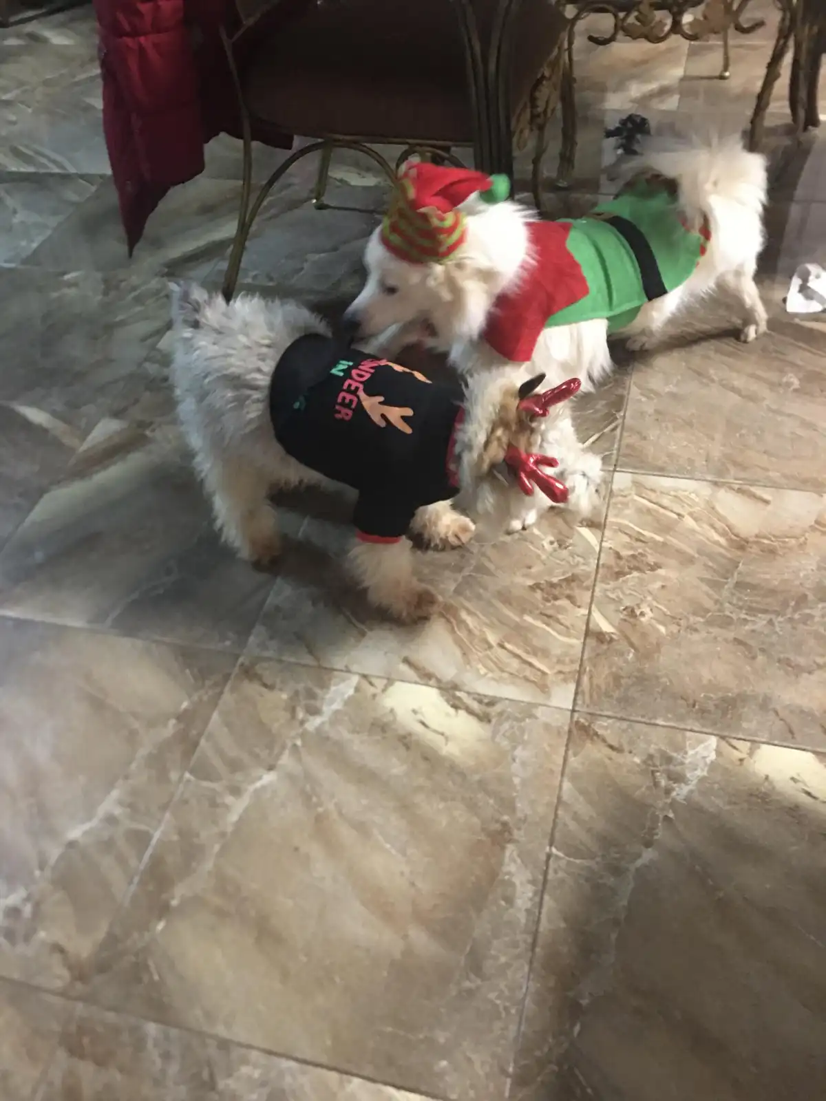 Two fluffy white dogs are dressed in Christmas costumes on a tiled floor. One dog wears a green elf outfit with a red hat…