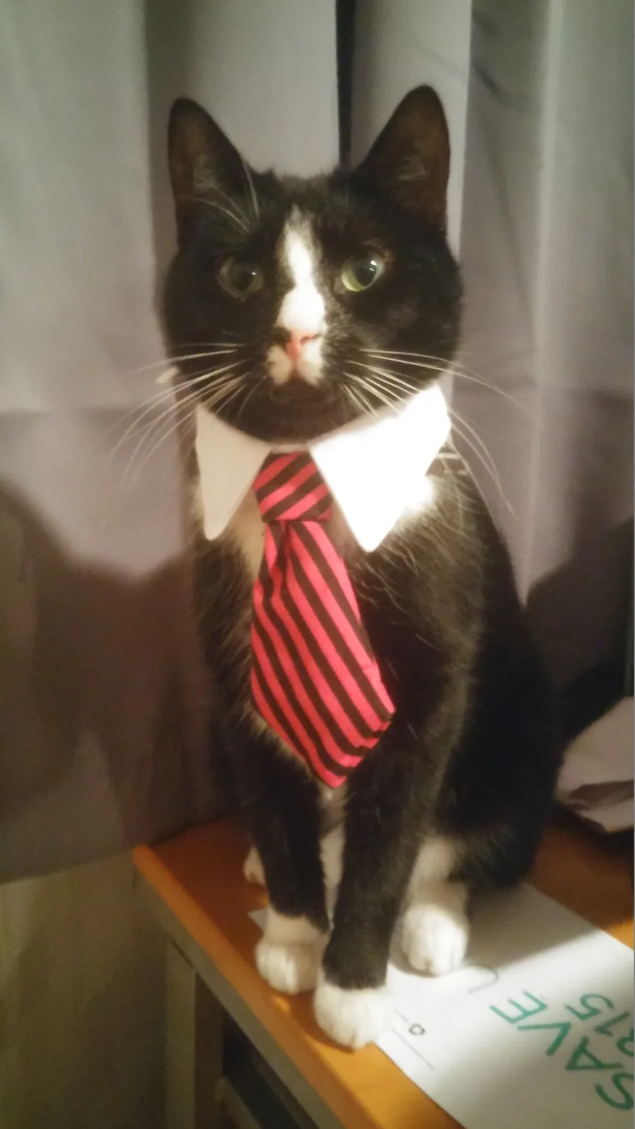A black and white cat sits upright on a wooden surface wearing a white collar and a red-and-black striped tie, looking…