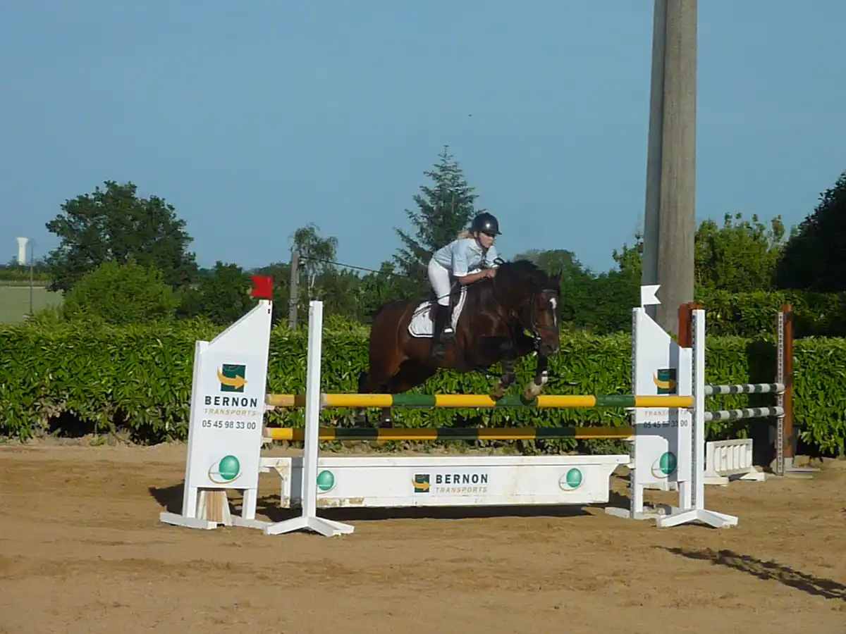 A rider on a dark brown horse is mid-air, clearing a show jumping obstacle with yellow and green rails. The obstacle is…