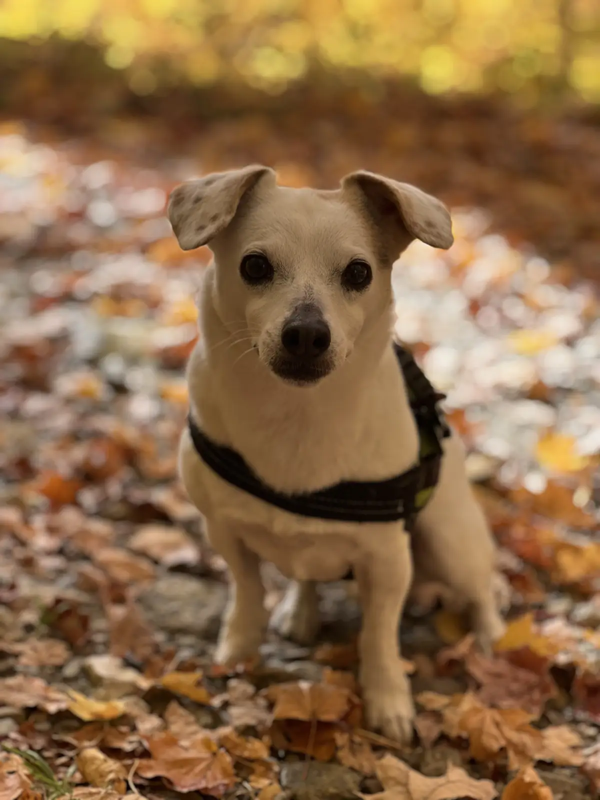 A small, light-colored dog with floppy ears and a black harness stands in a shallow stream surrounded by fallen autumn…