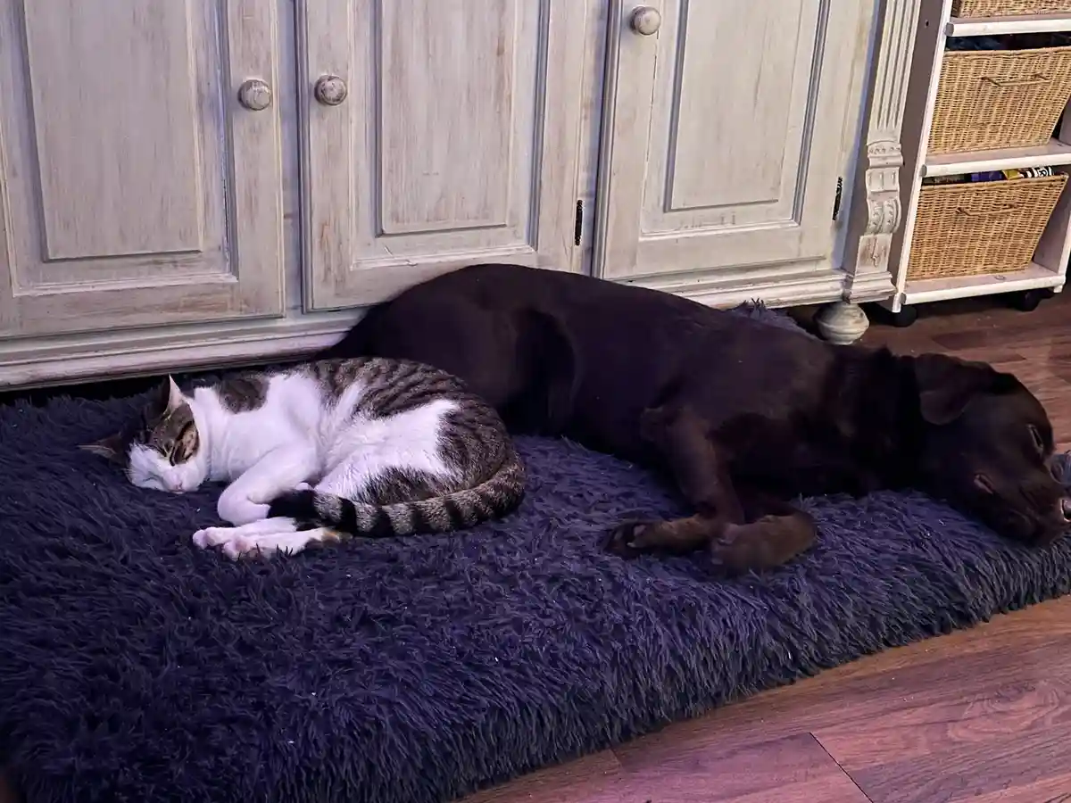 A white and gray tabby cat and a black dog are sleeping side by side on a dark purple shag rug in front of a light-colored…