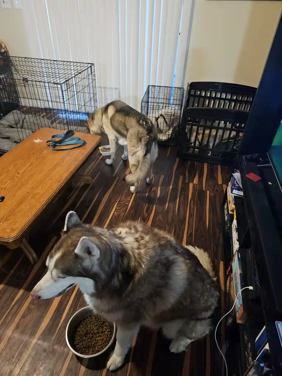 A husky sits patiently beside its food bowl while another husky eats in the background, with multiple dog crates visible in…