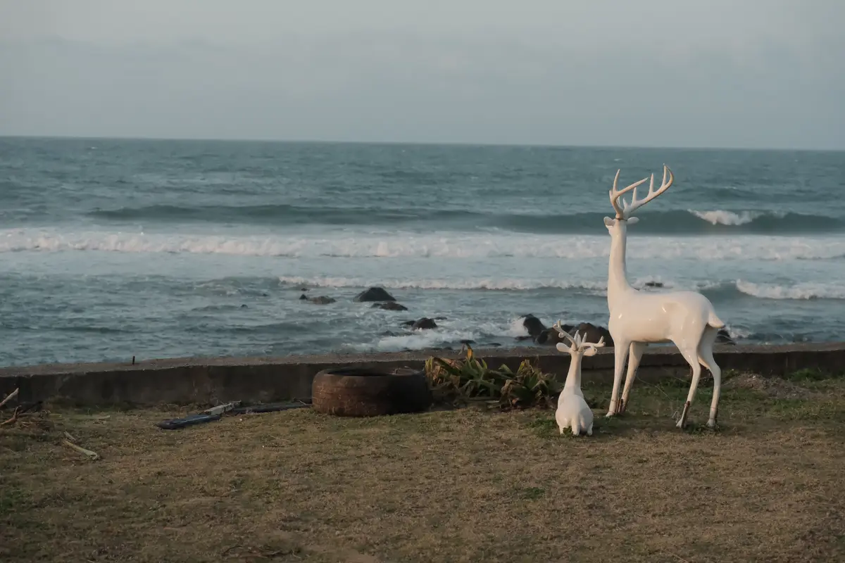 Two white deer statues stand on a grassy area near a concrete seawall overlooking a choppy ocean. One deer is standing tall…