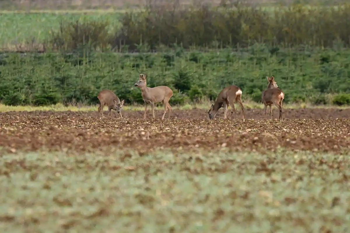 Four deer are standing in a plowed field with greenery in the background. One deer is looking alertly toward the viewer…