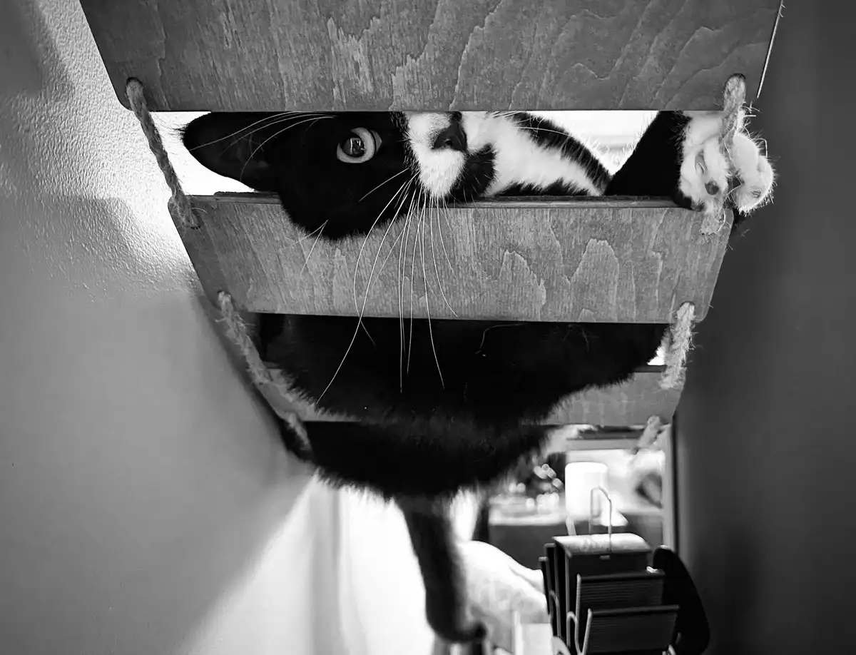 A black and white cat is seen upside down, peeking out from a wooden box suspended by ropes, with one paw dangling. The…