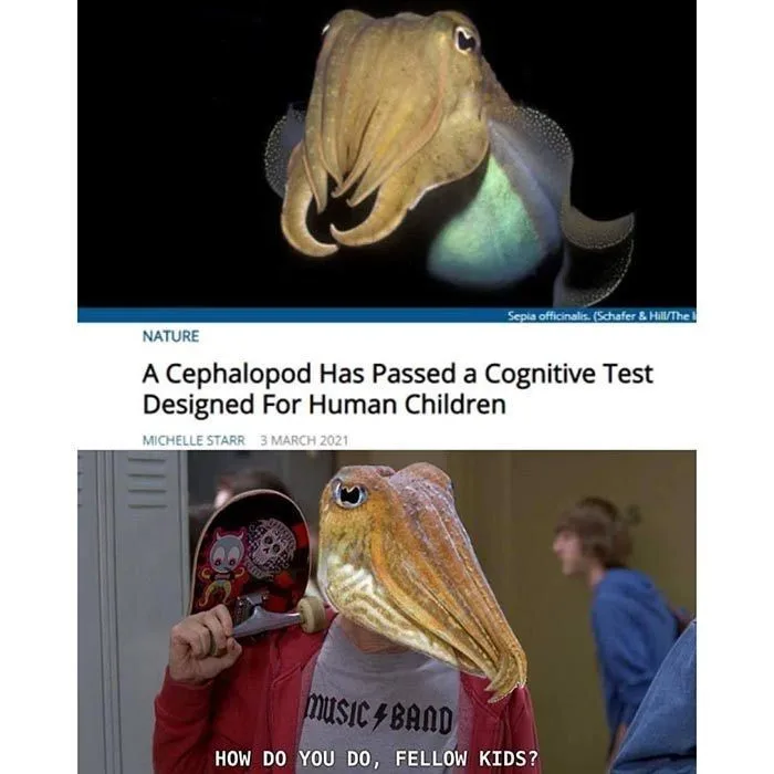 The image is a two-panel meme. The top panel shows a photograph of a cuttlefish from a Nature article titled 'A Cephalopod…