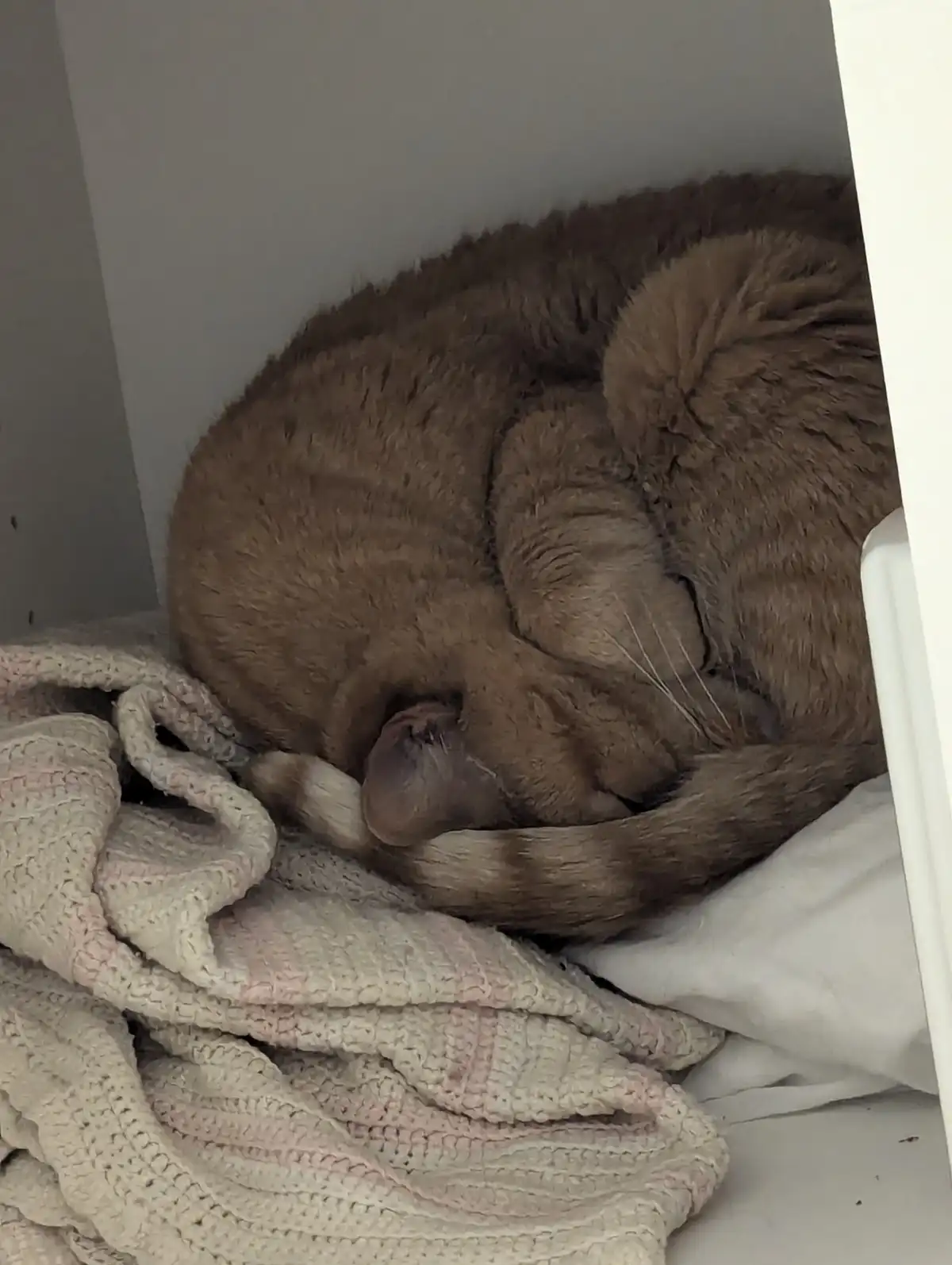 A brown tabby cat is curled up tightly in a ball, sleeping soundly on a soft, textured knit blanket inside a white cabinet…