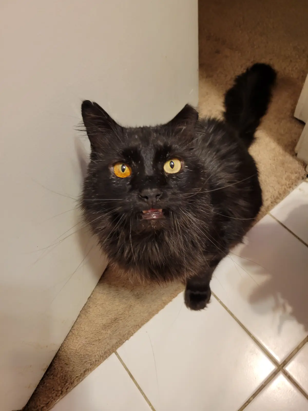 A black cat with wide, yellow eyes and a slightly open mouth looks up at the camera from a corner where tiled floor meets…
