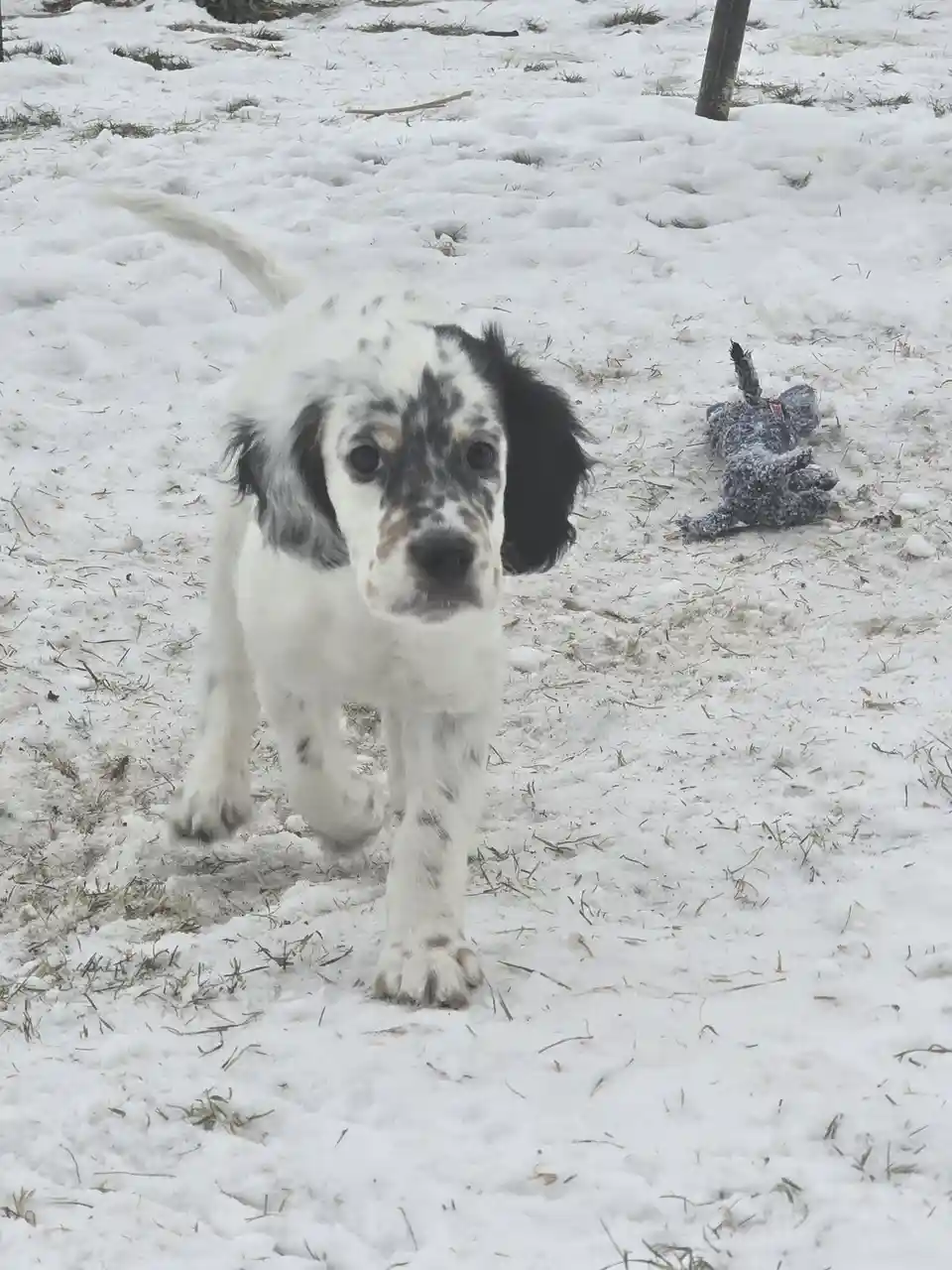 A white and black spotted puppy with floppy ears walks toward the camera through a snowy yard, its expression looking sad or…