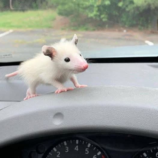 A small, fluffy white opossum stands on the dashboard of a car, looking toward the viewer. The car's steering wheel and…