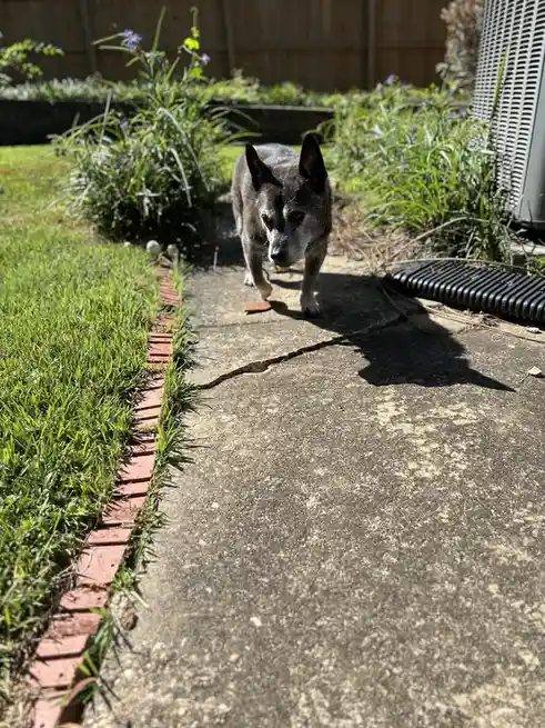 An older, grey and white dog with pointed ears walks slowly on a cracked concrete path in a backyard, looking directly at…