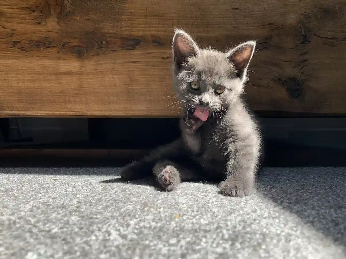 A small gray kitten sits on a gray carpet under a wooden piece of furniture, licking its paw with its pink tongue while…