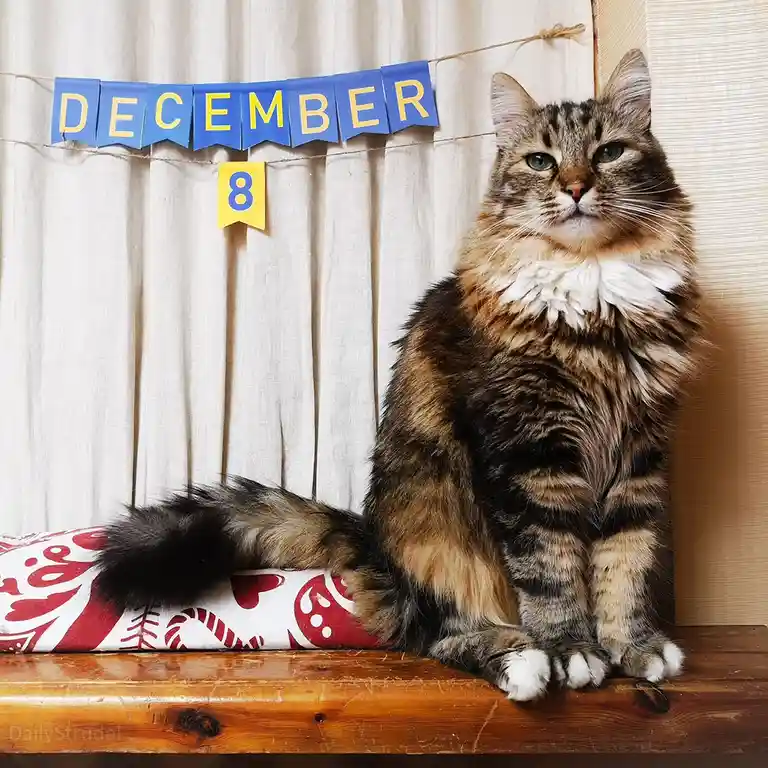 A fluffy tabby cat with green eyes sits regally on a wooden surface, looking directly at the camera with a bored expression…