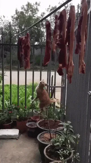A sequence of six images shows a ginger cat attempting to climb a fence to reach strips of hanging raw meat. The cat…
