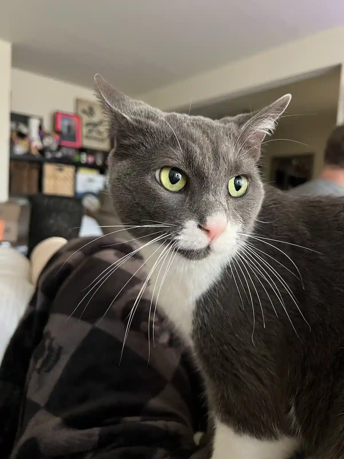 Why Cats Are the Ultimate Caregivers