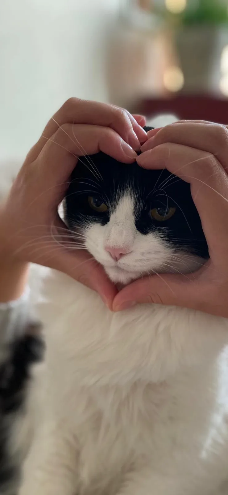 Absolutely Adorable Cat