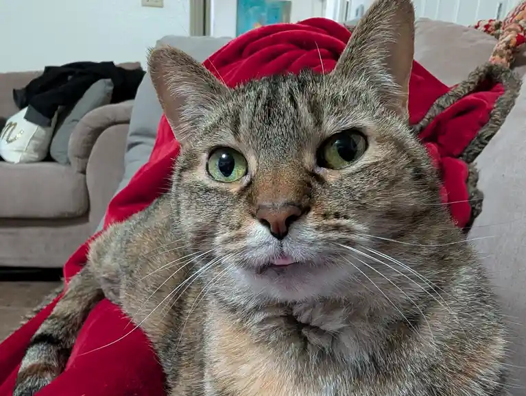 A close-up photo of a tabby cat with wide green eyes and a slightly open mouth, sitting on a red blanket draped over a beige…