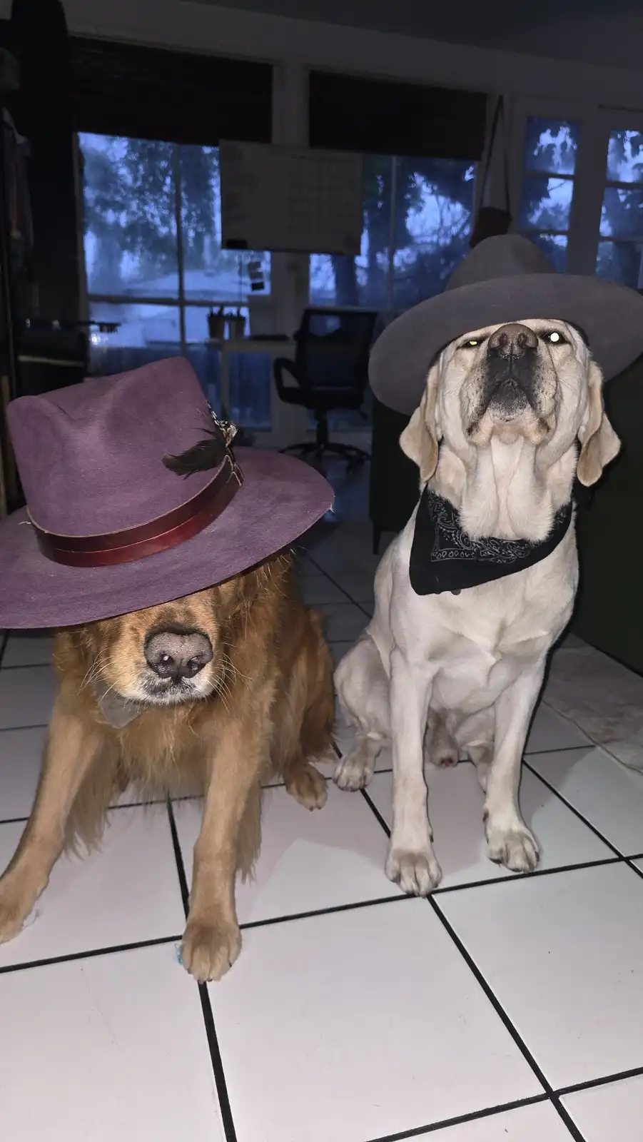 Two dogs sit on a tiled floor indoors; the left dog, a golden retriever, wears a large purple hat with a feather and a…