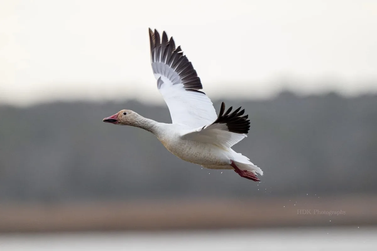 A white goose with black wingtips is captured mid-flight, wings spread wide against a blurred natural background. The image…
