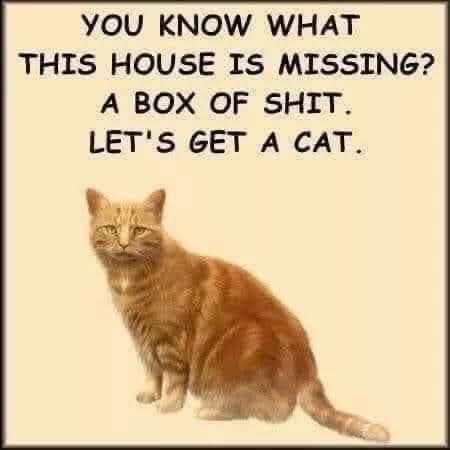 An orange tabby cat sits calmly against a plain beige background. Overlaid text in bold, black, all-caps reads: 'YOU KNOW…