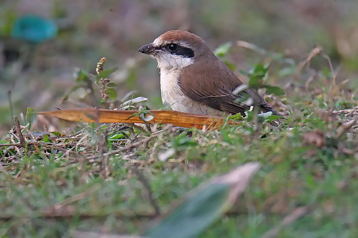A close-up photo of a brown and white bird, likely a shrike, perched in grass with a blurred background. The bird has a…