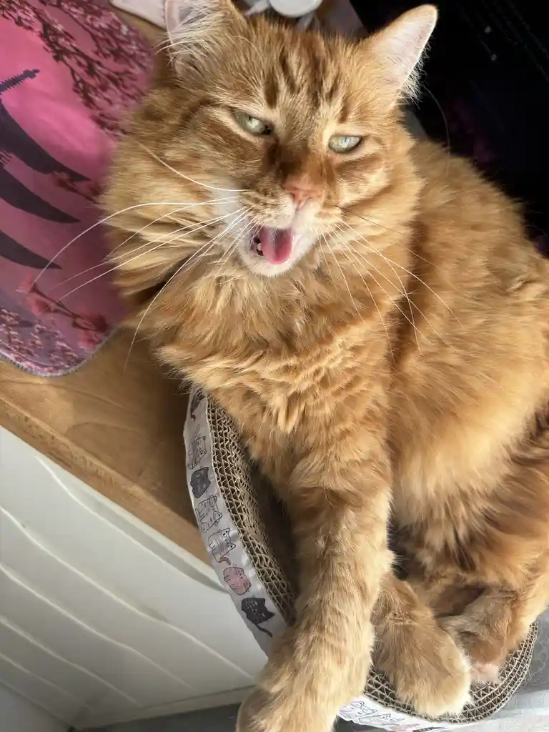 A fluffy orange tabby cat with green eyes is lounging on a cardboard scratcher, its mouth open with its tongue sticking out…