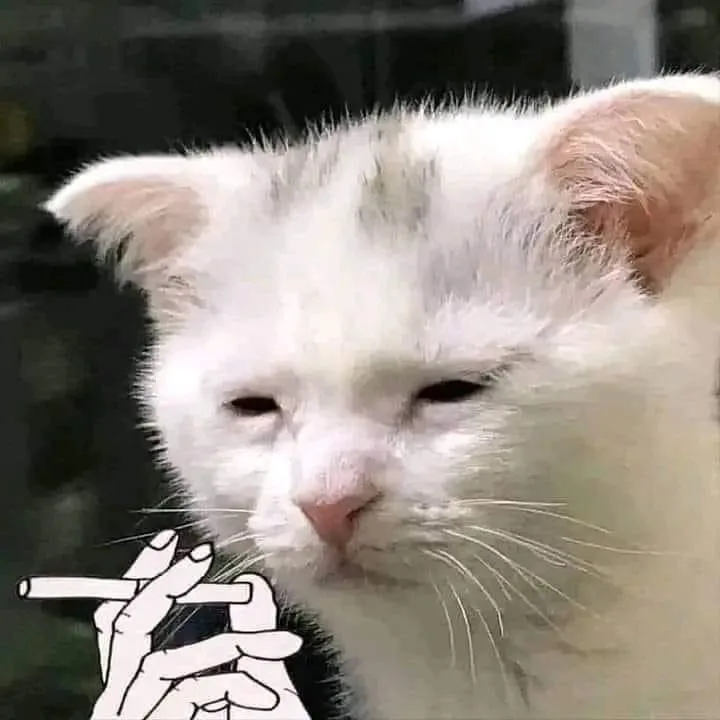 A close-up of a white cat with a tired, half-closed-eyed expression, overlaid with a cartoon drawing of a hand holding a…