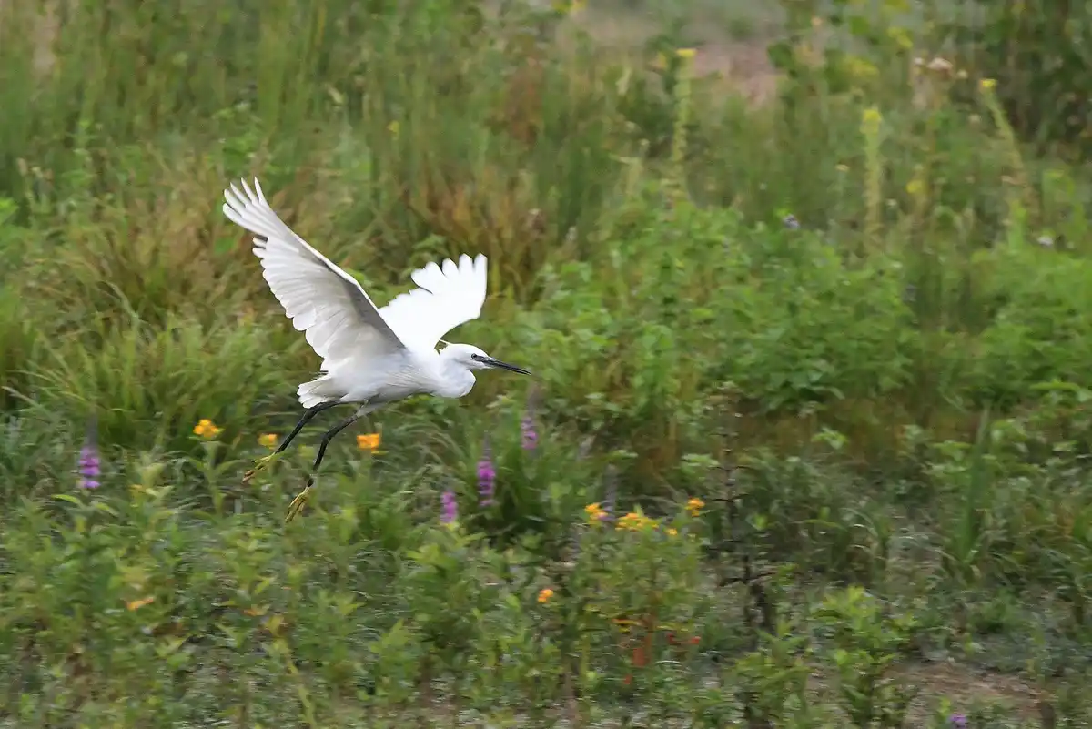 A white egret with black legs and beak is captured mid-flight over a blurred field of green grass and colorful wildflowers…
