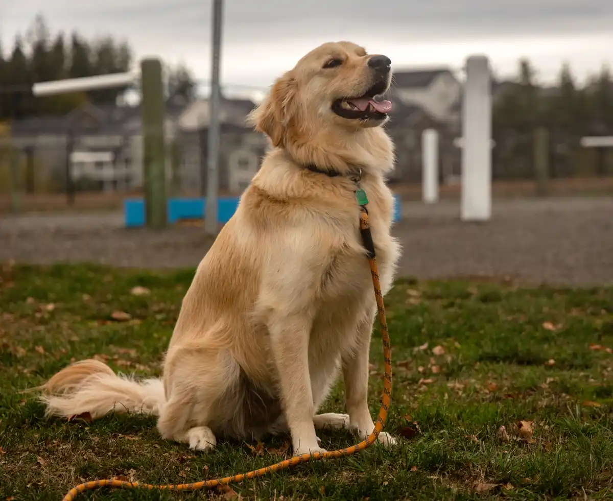 A golden retriever sits patiently on grass with an orange leash, looking up with a happy, slightly drowsy expression. The…