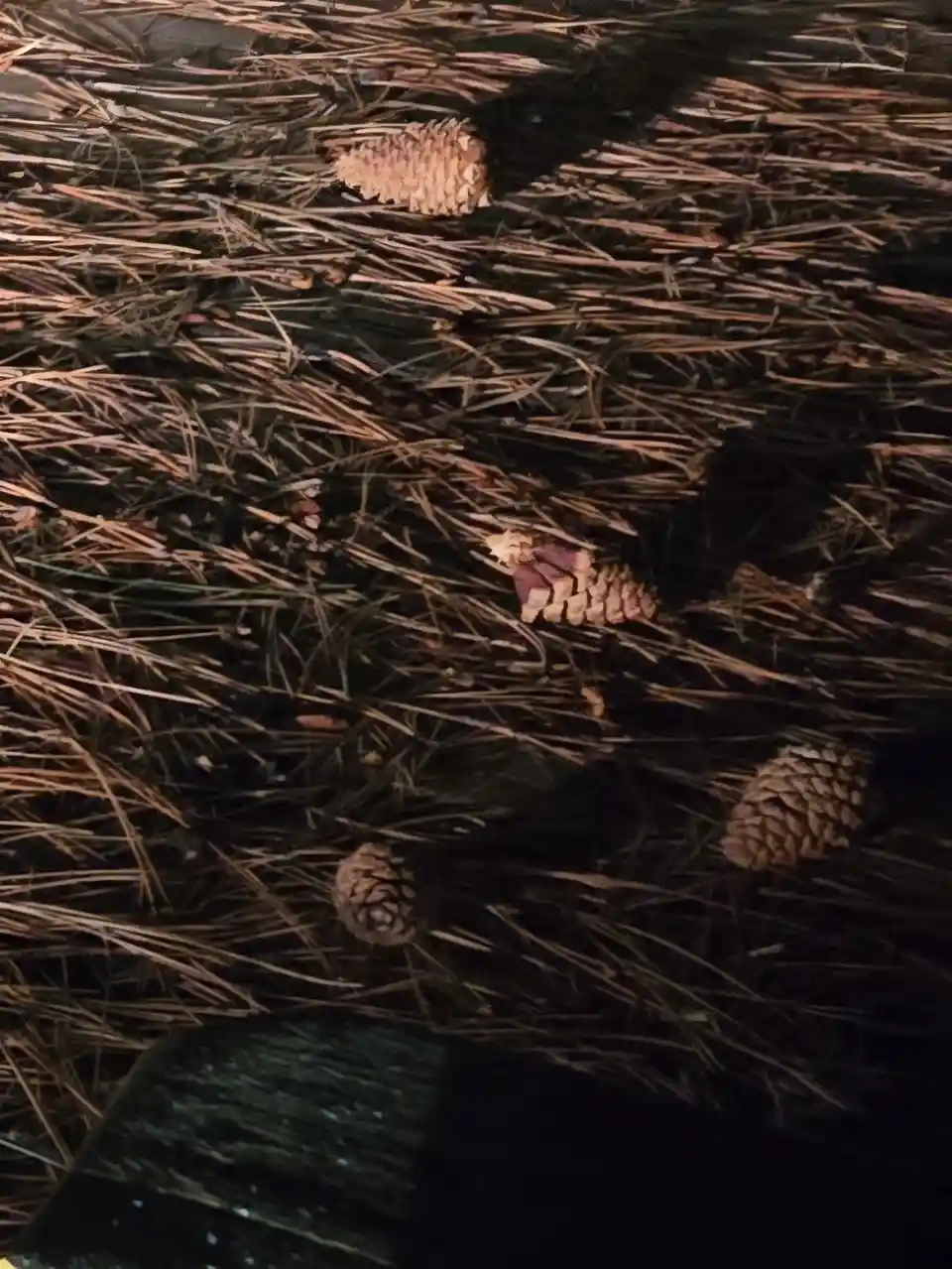 A close-up photo shows several pine cones scattered among a dense layer of dry, brown pine needles on the ground. One pine…