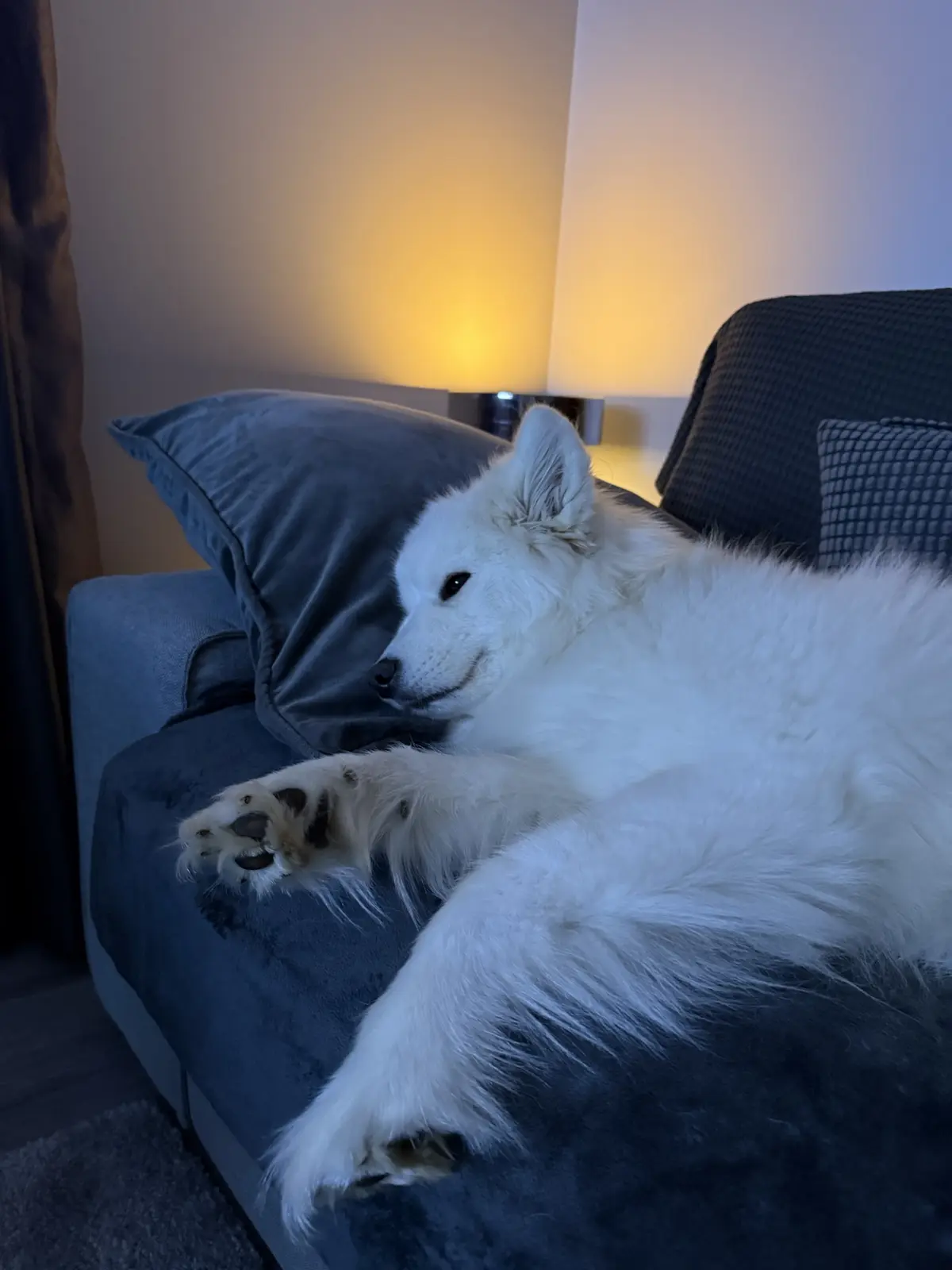 A fluffy white dog, likely a Samoyed, is lounging comfortably on a dark blue couch with one paw extended. The dog has a…
