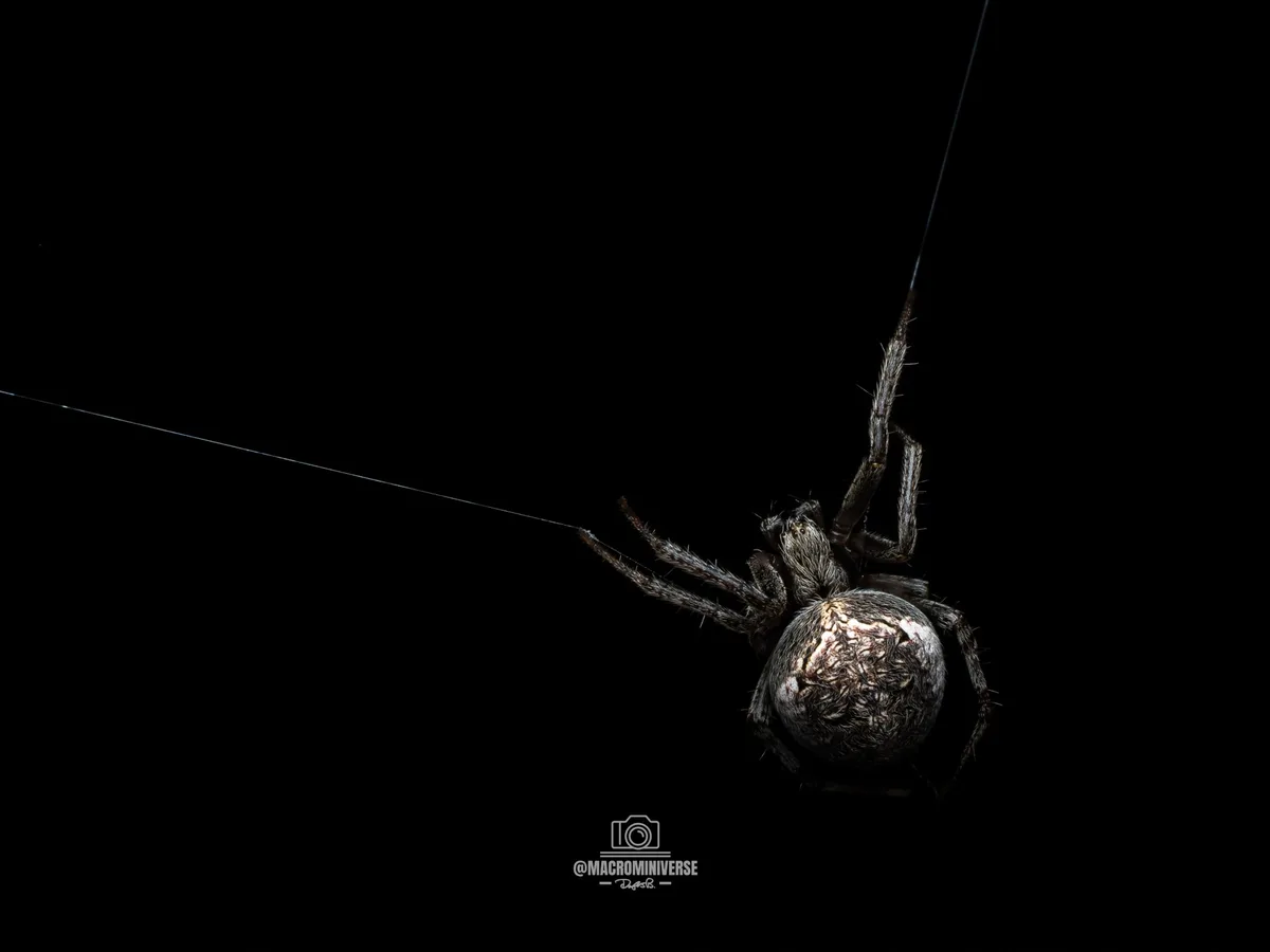 Spooktacular Spider Greetings from Imgur - Happy Halloween!
