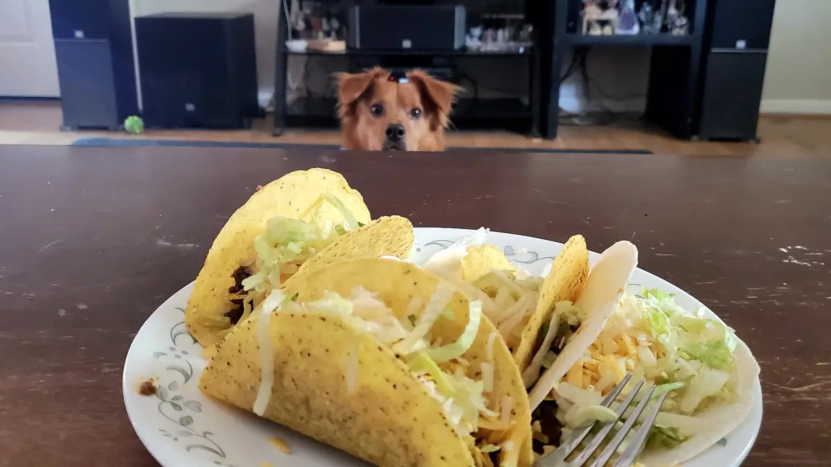 A plate of four tacos with shredded lettuce and cheese sits on a wooden table, while a brown dog with a red collar peeks…