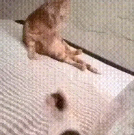 A sequence of six panels shows an orange tabby cat on a white striped bedsheet, initially sitting upright, then slowly…