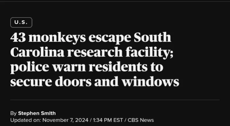 A screenshot of a CBS News headline with a black background and white text. The headline reads '43 monkeys escape South…