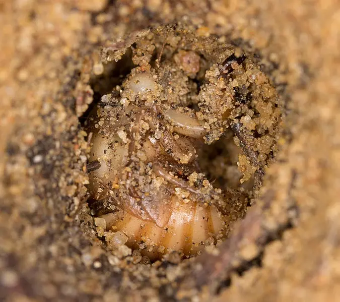 A close-up photo shows a pale, segmented insect, likely a larva or grub, partially buried in sandy soil at the bottom of a…