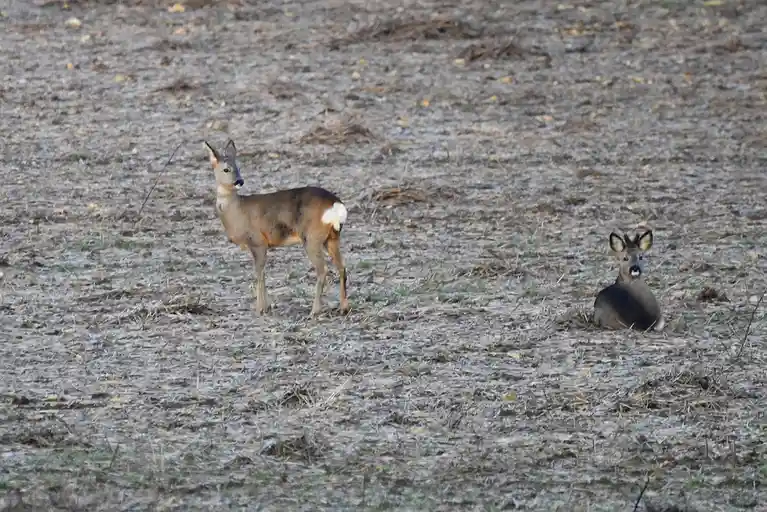 Two deer are in a field of dry grass and leaves. One stands alert, while the other sits down and looks directly at the…