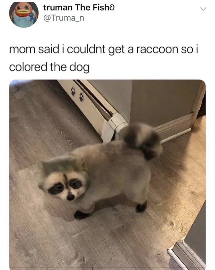 A small dog with its fur dyed to resemble a raccoon, featuring black markings around its eyes, a black nose, and a…