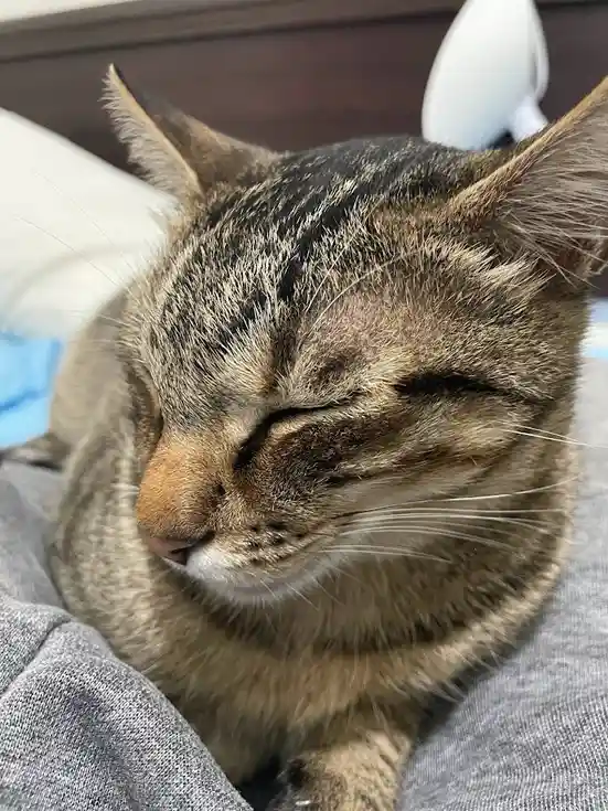 a close-up of a tabby cat with its eyes closed, appearing very relaxed or sleepy, resting on a grey fabric surface. A white…