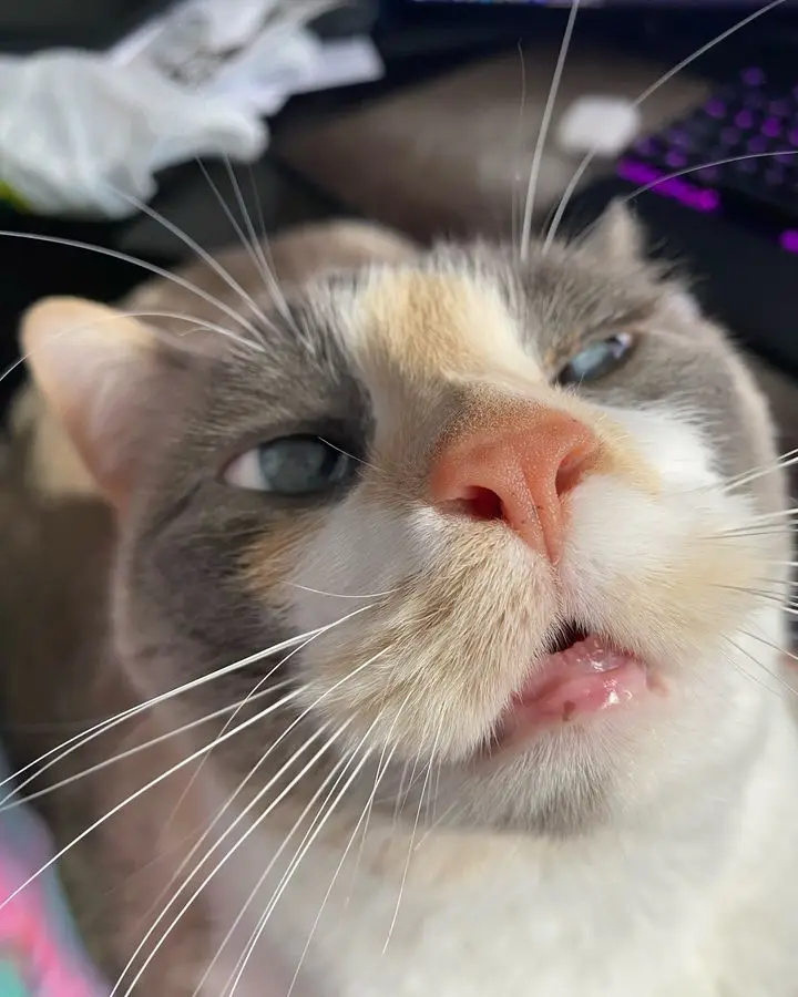 A close-up photo of a calico cat with grey, white, and orange fur, blue eyes, and a slightly open mouth, looking upward with…
