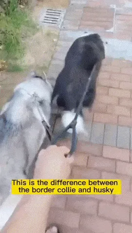 Spotting the key differences between a husky and a border collie