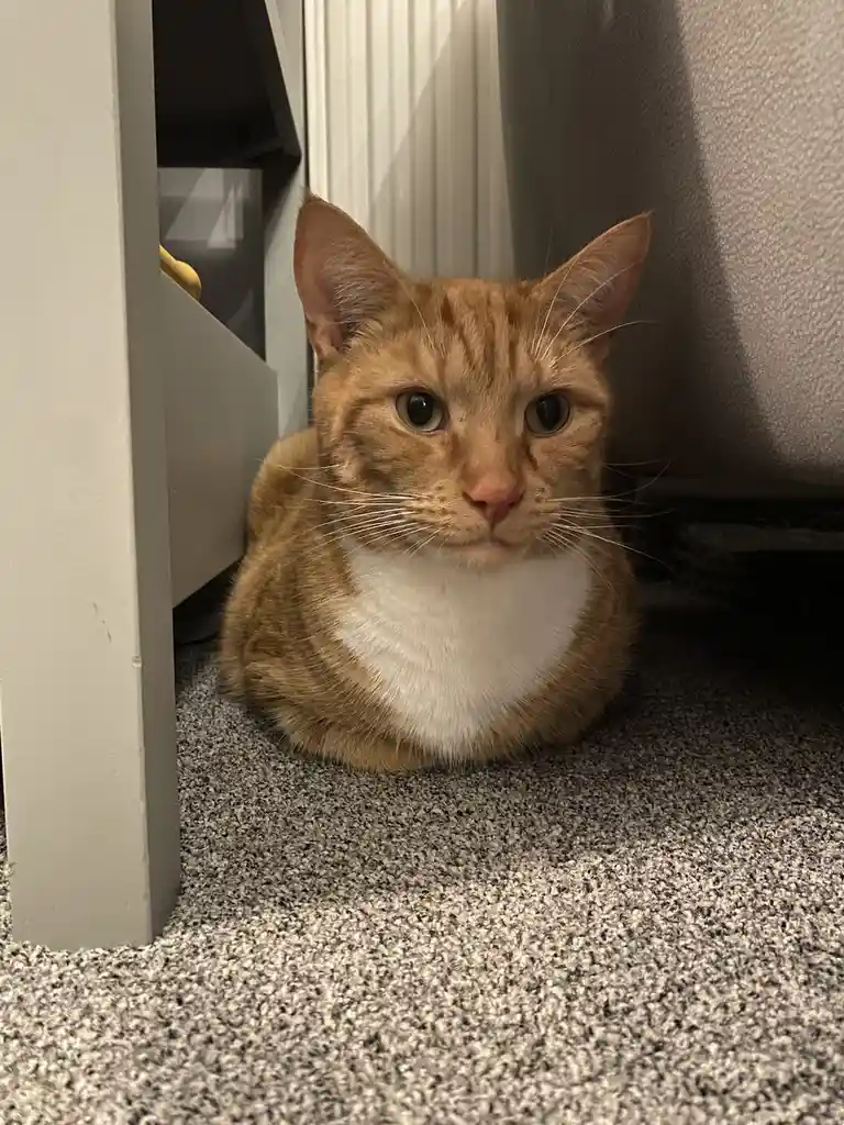 Biscuit's Daily Dose of Cuteness